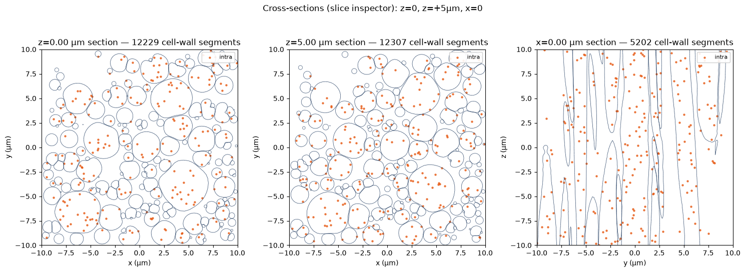 Cross-sections of the pack at three planes with intra-cellular walkers.