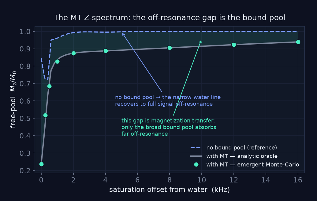 MT Z-spectrum. The dashed reference (no bound pool) recovers to full signal off-resonance; with MT the broad short-T2 bound pool keeps the free signal depressed — the shaded gap is the transfer. The emergent Monte-Carlo points sit on the analytic two-pool oracle.