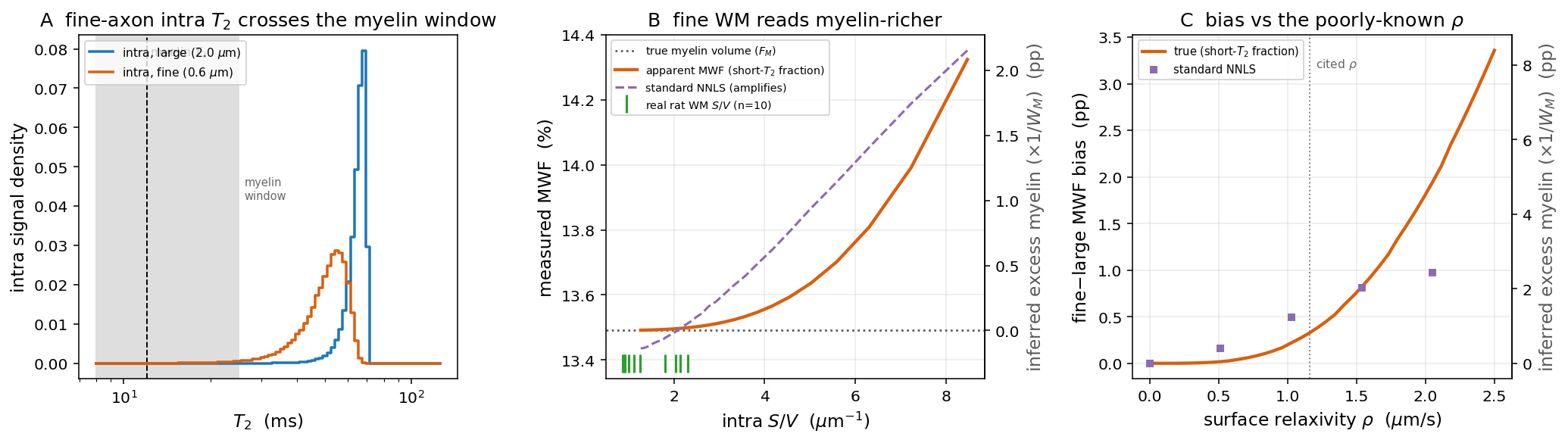MWF vs S/V: the fine-axon intra T2 crosses the myelin window, fine WM reads myelin-richer, and the bias vs the poorly-known rho.
