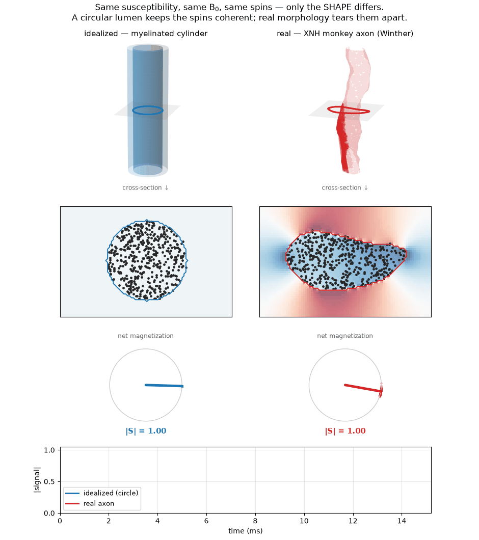 Same susceptibility, same B0, same spins — only the axon shape differs. A circular lumen's internal field is uniform so the spins stay coherent; a real XNH monkey axon's field varies point-to-point and the net magnetization collapses.