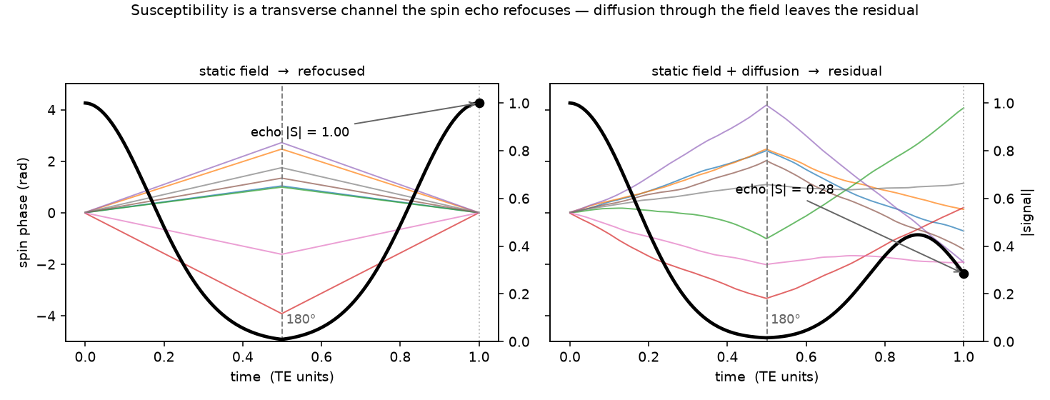 Spin-echo phase trajectories: a static field refocuses to full signal at the echo; diffusion through the field leaves a residual.